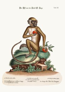El mono de St. Jago, 1749-73
